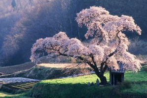Японское дерево сакура
