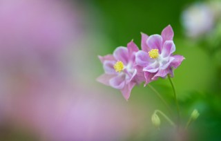 Вивистерия цветок