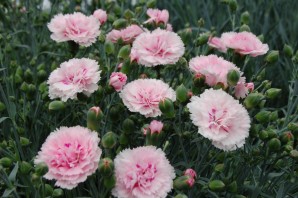 Низкорослая гвоздика