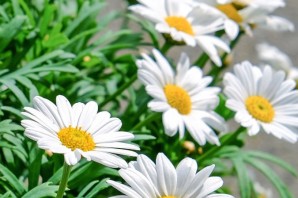 Ромашки на заставку телефона