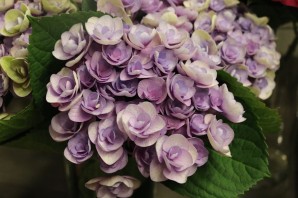 Гортензия спайк