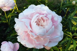 Пион франклин рузвельт