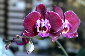 Орхидея армион