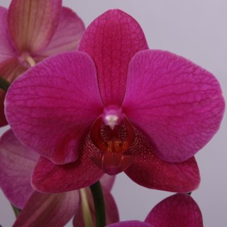 Вивальди орхидея