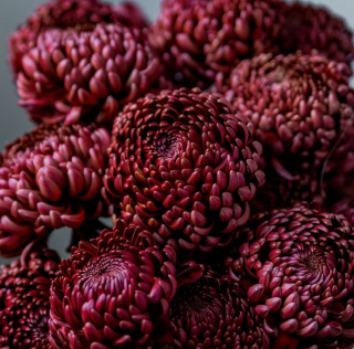 Хризантема одноголовая бигуди