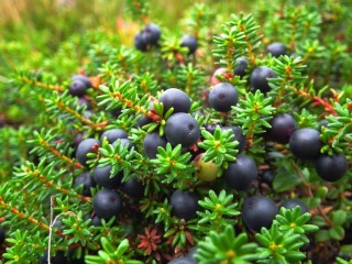 Ягода водянка