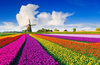 Цветочные поля нидерланды