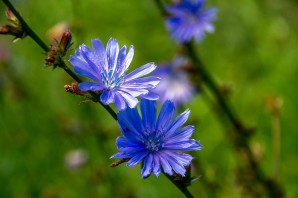 Трава петрив батиг