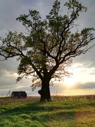 Деревья беларуси