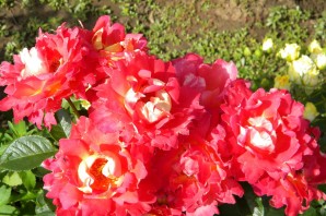 Роза декор арлекин