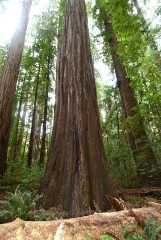 Самое длинное дерево в мире