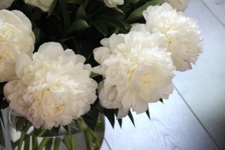 Пион мадам клод тен