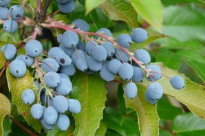 Куст с синими продолговатыми ягодами