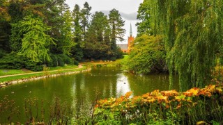 Растительный мир дании