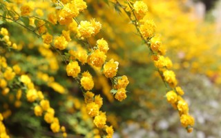 Куст с желтыми цветами весной