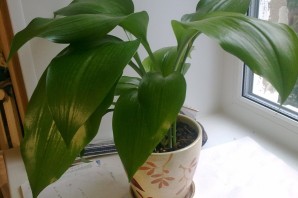 Домашнее растение с большими зелеными листьями