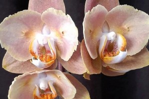Орхидея брион