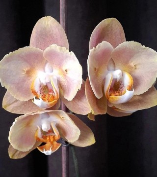 Орхидея брион