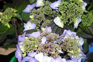 Твист энд шаут гортензия