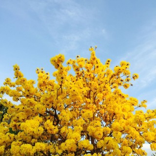 Желтый кустарник