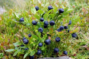 Дикорастущие растения хмао