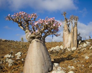 Бутылочное дерево адениум