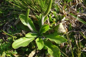 Лекарственные растения дагестана