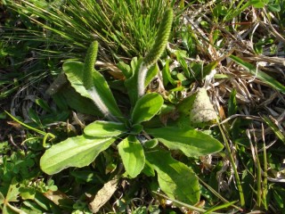 Лекарственные растения дагестана