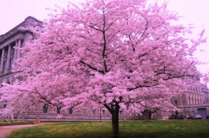 Японское розовое дерево