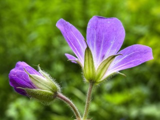 Дикорастущие растения деревья