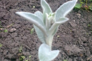 Цветок заячьи ушки