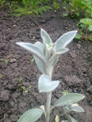 Цветок заячьи ушки