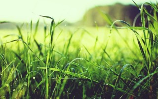 Трава эстетика