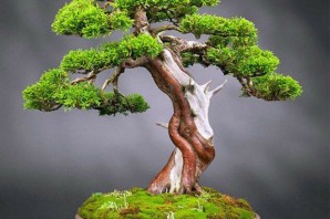 Японское карликовое дерево