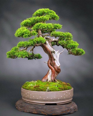 Японское карликовое дерево