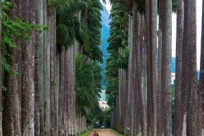 Деревья в бразилии