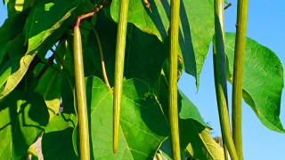 Катальпа плоды