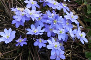 Раннецветущие цветы