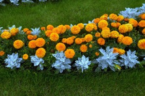 Клумбовые цветы