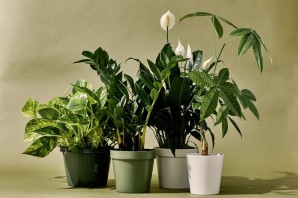 Распространенные комнатные растения