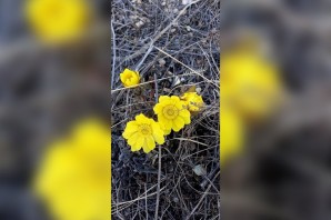 Первоцветы оренбургской области