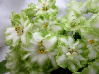 Фиалка берилловый иней