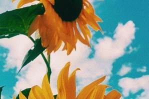 Заставка на телефон подсолнухи