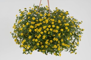 Цветок с мелкими желтыми цветочками