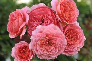 Роза амандин шанель