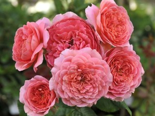 Роза амандин шанель