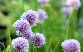 Фиолетовый клевер