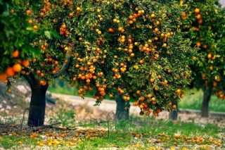 Мандариновый сад в абхазии