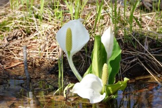 Редкие растения сахалина