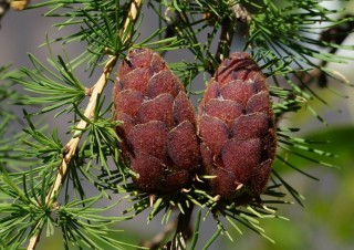 Плоды лиственницы